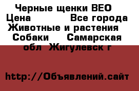 Черные щенки ВЕО › Цена ­ 5 000 - Все города Животные и растения » Собаки   . Самарская обл.,Жигулевск г.